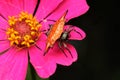 A jewel spider is looking for prey in a wildflower. Royalty Free Stock Photo