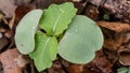 Jewel Weed Srpout growing in a lush, diverse botanic environment