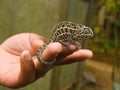 Jeweled Chameleon Royalty Free Stock Photo