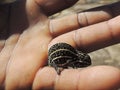 Jeweled Chameleon (Furcifer campani)