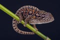 Jeweled chameleon / Furcifer lateralis Royalty Free Stock Photo