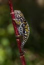 Jeweled chameleon