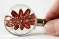 jeweler looking at jewellery through magnifying glass, jewerly inspect and verify, hand takes garnet ring on white background, Royalty Free Stock Photo