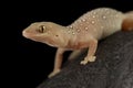 Jewelled gecko Strophurus elderi Royalty Free Stock Photo