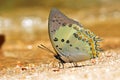 Jewelled nawab butterfly Royalty Free Stock Photo