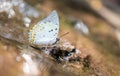 Jewelled Nawab butterfly Royalty Free Stock Photo