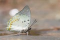 Jewelled Nawab Butterfly Royalty Free Stock Photo