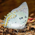 Jewelled Nawab butterfly Royalty Free Stock Photo