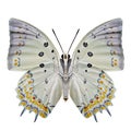Jewelled Nawab Polyura delphis pale green butterfly with black and orange diamond spots decorated on its lower wing in Royalty Free Stock Photo