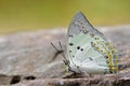 Jewelled Nawab Polyura delphis white butterfly decorated by orange diamond spots with details of wings antenna head Royalty Free Stock Photo