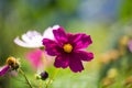 Jewelry basket in the sunshine, cosmea, flower