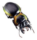 Jewelry beetle,bug isolated on white Royalty Free Stock Photo