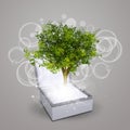 Jewelry box with magical green tree Royalty Free Stock Photo