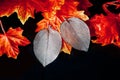 Jewelry for girls. Silver earrings in the form of large leaves.