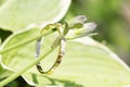 Jewelry on natural backgrounds as a concept