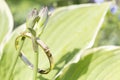 Jewelry on natural backgrounds as a concept