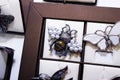 Jewelry retail showcase display different bee brooches