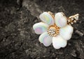 Jewelry ring, flower shape, on bark of tree Royalty Free Stock Photo
