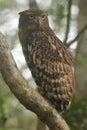 It`s hunting at night,Brown Fish Owl in wipttu n park.a large brown owlwith stubby ear tufts and Yellow Eyes.