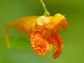 Jewelweed 3 Royalty Free Stock Photo