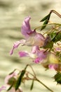 Jewelweed Flower Royalty Free Stock Photo