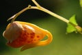 Jewelweed flower Royalty Free Stock Photo