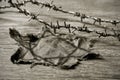 Jewish badge and barbed wire, in sepia toning Royalty Free Stock Photo