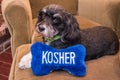 Jewish Black And White Havanese Puppy Dog Laying On A Couch With A Blue And White Toy Bone That Says Kosher In White Letters