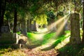 Jewish cemetery with sunbeams Royalty Free Stock Photo