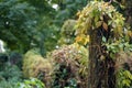 Poland: Wroclaw Jewish cemetery