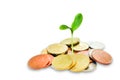 Jewish charity concept. Tzedakah, translated like charity. A photo of money, heap of euro coins and green sprout growing from the Royalty Free Stock Photo