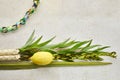 Jewish festival of Sukkot. Sukkot traditional symbols. Four species etrog, lulav, willow and myrtle.