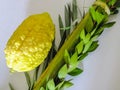 Jewish festival of Sukkot. Traditional symbols (The four species): etrog, lulav, hadass, aravah