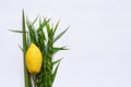 Jewish festival of Sukkot. Traditional symbols & x28;The four species& x29;: Etrog, lulav, hadas, arava Royalty Free Stock Photo