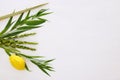 Jewish festival of Sukkot. Traditional symbols & x28;The four species& x29;: Etrog, lulav, hadas, arava.