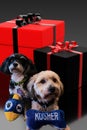 Jewish Havanese dogs holding dreidel and kosher stuffed toy dog bone sitting in front of red and black wrapped gifts for hanukkah.