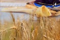 jewish holiday Shavuot torah and shofar, wheat field background