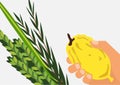 Jewish holiday Sukkot. Lulav ,Etrog, Arava and Hadas. Royalty Free Stock Photo