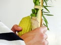 Jewish man holding traditional symbols (The four species): etrog, lulav, hadass, aravah