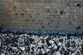 The priestly blessing at the Western Wall in Jerusalem, Israel