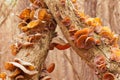 Jews Ear fungus Auricularia auricula-judae cluster Royalty Free Stock Photo