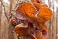 Jews Ear fungus Auricularia auricula-judae on wood Royalty Free Stock Photo