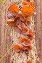 Jews Ear fungus Auricularia auricula-judae on wood Royalty Free Stock Photo