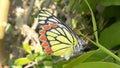 Jezebel Butterfly Femal - Delias eucharis egg laying