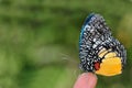 Jezebel Palmfly butterfly