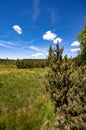 Jezerni slat. Jezerni moor in summer, Sumava, National Park, Czech Republic. Travel destination. South Bohemia landscape. Royalty Free Stock Photo