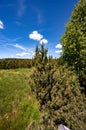 Jezerni slat. Jezerni moor in summer, Sumava, National Park, Czech Republic. Travel destination. South Bohemia landscape. Royalty Free Stock Photo