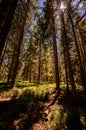 Jezerni slat. Jezerni moor in summer, Sumava, National Park, Czech Republic. Travel destination. South Bohemia landscape. Royalty Free Stock Photo