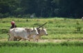 A farmer plows his field with a pair of oxen in preparation for rice planting in India