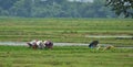 Unidentified group of women transplanted rice shoots they plant the new crop in the rice paddy